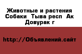 Животные и растения Собаки. Тыва респ.,Ак-Довурак г.